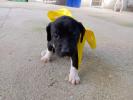 GPAR :: Grupo de Protección Animal de Rute