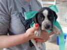 GPAR :: Grupo de Protección Animal de Rute