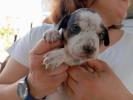 GPAR :: Grupo de Protección Animal de Rute