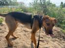 GPAR :: Grupo de Protección Animal de Rute
