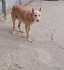 GPAR :: Grupo de Protección Animal de Rute