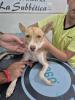 GPAR :: Grupo de Protección Animal de Rute