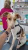 GPAR :: Grupo de Protección Animal de Rute