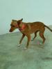GPAR :: Grupo de Protección Animal de Rute