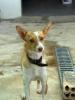 GPAR :: Grupo de Protección Animal de Rute