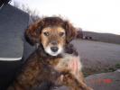 GPAR :: Grupo de Protección Animal de Rute