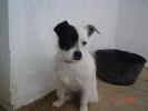 GPAR :: Grupo de Protección Animal de Rute