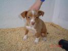 GPAR :: Grupo de Protección Animal de Rute