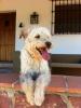 GPAR :: Grupo de Protección Animal de Rute