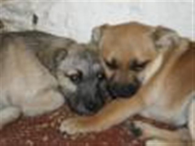 GPAR :: Grupo de Protección Animal de Rute