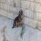 GPAR :: Grupo de Protección Animal de Rute