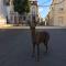 GPAR :: Grupo de Protección Animal de Rute