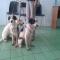 GPAR :: Grupo de Protección Animal de Rute