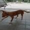 GPAR :: Grupo de Protección Animal de Rute