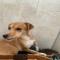 GPAR :: Grupo de Protección Animal de Rute