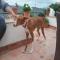 GPAR :: Grupo de Protección Animal de Rute