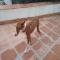 GPAR :: Grupo de Protección Animal de Rute