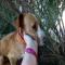 GPAR :: Grupo de Protección Animal de Rute