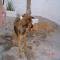 GPAR :: Grupo de Protección Animal de Rute
