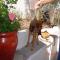 GPAR :: Grupo de Protección Animal de Rute