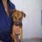 GPAR :: Grupo de Protección Animal de Rute
