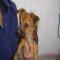 GPAR :: Grupo de Protección Animal de Rute