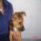 GPAR :: Grupo de Protección Animal de Rute