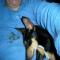 GPAR :: Grupo de Protección Animal de Rute