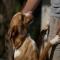 GPAR :: Grupo de Protección Animal de Rute