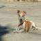 GPAR :: Grupo de Protección Animal de Rute