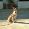 GPAR :: Grupo de Protección Animal de Rute