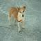 GPAR :: Grupo de Protección Animal de Rute