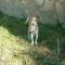 GPAR :: Grupo de Protección Animal de Rute