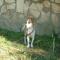 GPAR :: Grupo de Protección Animal de Rute