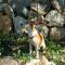 GPAR :: Grupo de Protección Animal de Rute