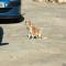 GPAR :: Grupo de Protección Animal de Rute