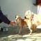 GPAR :: Grupo de Protección Animal de Rute