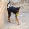 GPAR :: Grupo de Protección Animal de Rute