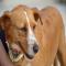 GPAR :: Grupo de Protección Animal de Rute