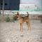 GPAR :: Grupo de Protección Animal de Rute