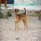 GPAR :: Grupo de Protección Animal de Rute
