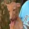 GPAR :: Grupo de Protección Animal de Rute