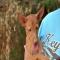 GPAR :: Grupo de Protección Animal de Rute