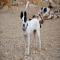 GPAR :: Grupo de Protección Animal de Rute