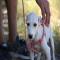 GPAR :: Grupo de Protección Animal de Rute