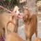 GPAR :: Grupo de Protección Animal de Rute