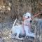 GPAR :: Grupo de Protección Animal de Rute