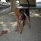 GPAR :: Grupo de Protección Animal de Rute