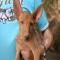 GPAR :: Grupo de Protección Animal de Rute
