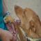GPAR :: Grupo de Protección Animal de Rute